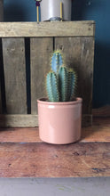 Load image into Gallery viewer, Cactus - Flùr
