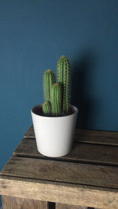 Cactus - Flùr