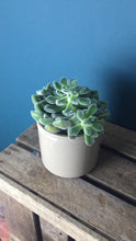 Load image into Gallery viewer, Succulent - Flùr