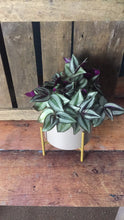 Load image into Gallery viewer, Tradescantia - Flùr