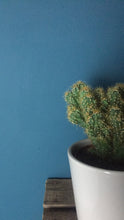 Load image into Gallery viewer, Cactus - Flùr