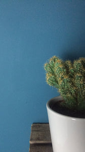 Cactus - Flùr