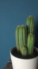 Load image into Gallery viewer, Cactus - Flùr