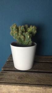 Cactus - Flùr