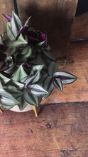 Load image into Gallery viewer, Tradescantia - Flùr
