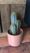 Load image into Gallery viewer, Cactus - Flùr
