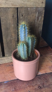 Cactus - Flùr